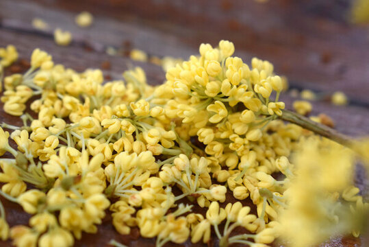 金秋桂花金桂花朵花瓣