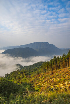 云霧白云山林山景