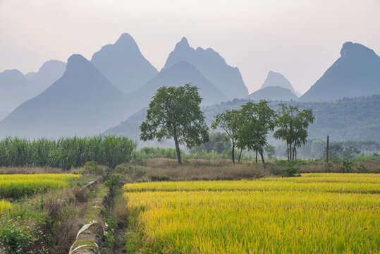 山景稻田