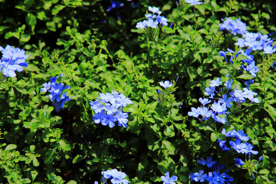 藍雪花