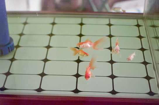 一缸金魚