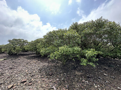 廣東湛江特呈島紅樹林觀光景區(qū)