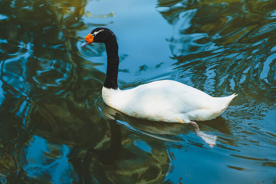 公園游水鵝