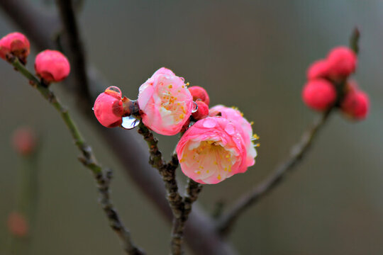 梅花