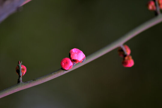 梅花