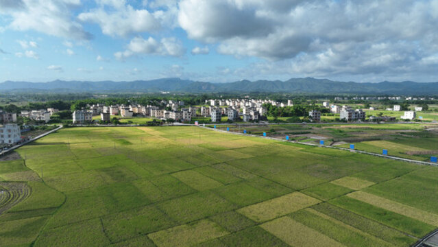 水稻田