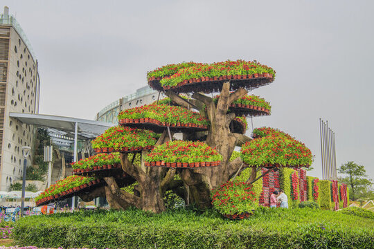 廈門園林博覽苑盆花造型樹根