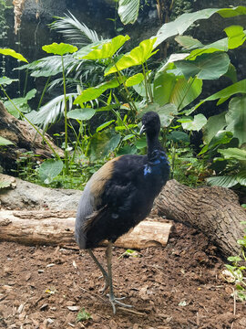 鳥類