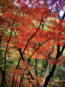 楓紅葉綠