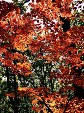 楓紅葉綠