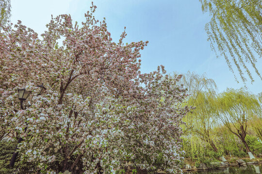 濟南大明湖海棠花
