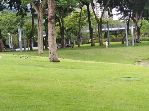深圳香蜜湖公園草坪上的小鳥們