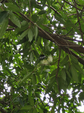 深圳荔枝公園里種植的蒲桃