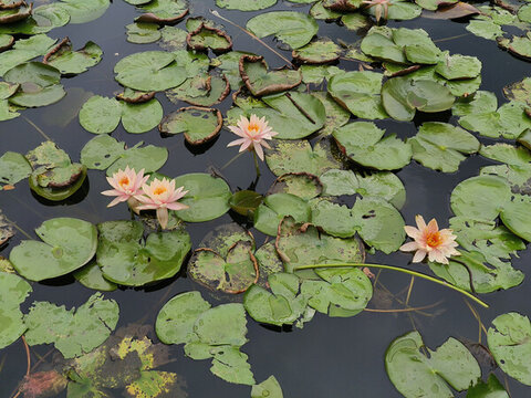 深圳洪湖公園睡蓮