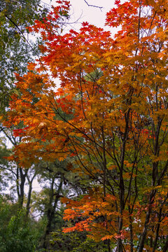 吉林紅葉