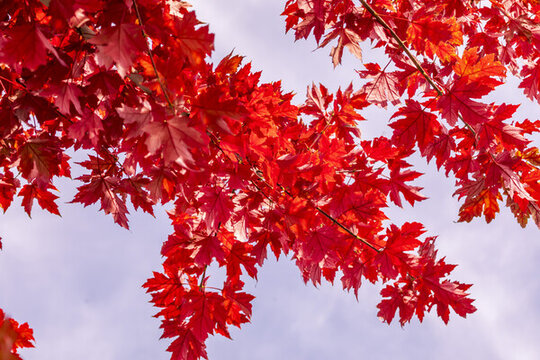 吉林紅葉