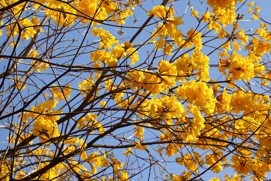 黃花風(fēng)鈴木