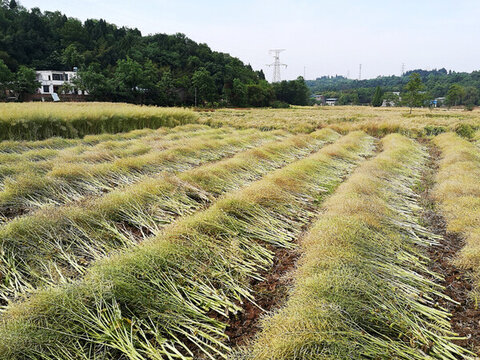油菜豐收
