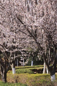 櫻花