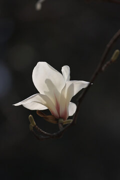 玉蘭花