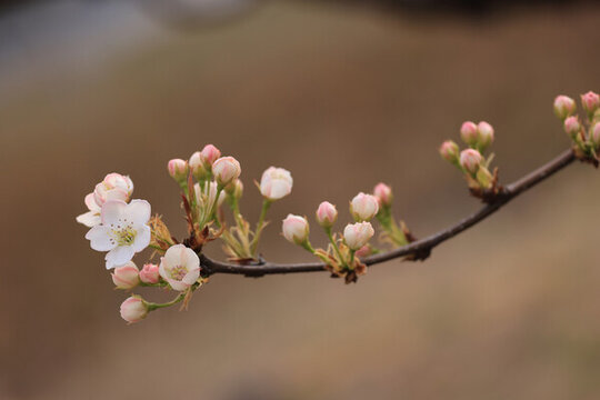 梨花