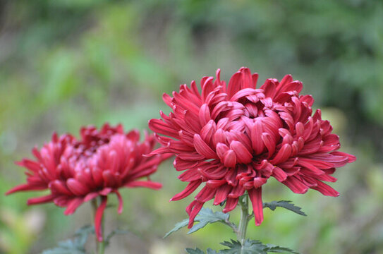 一對紅色菊花