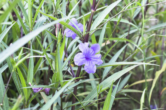 藍(lán)花草