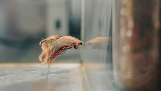 絲足鱸科斗魚
