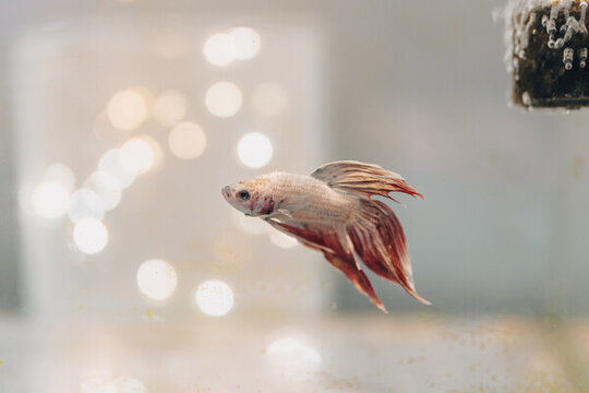 絲足鱸科斗魚