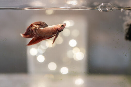 絲足鱸科斗魚