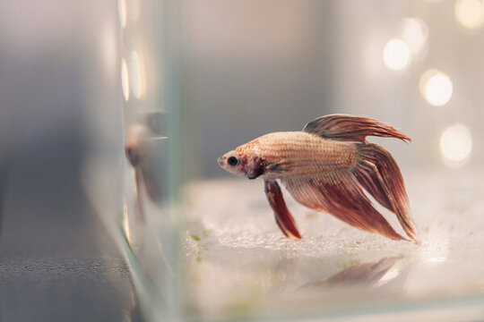 絲足鱸科斗魚