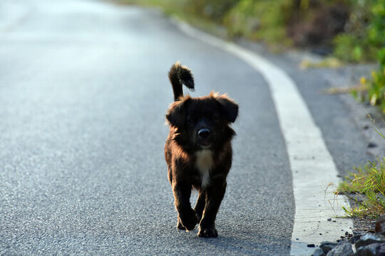中華田園犬土狗