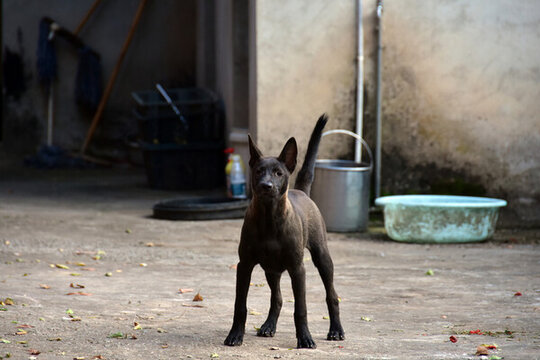 中華田園犬土狗