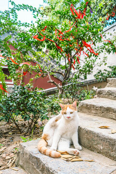 三花貓