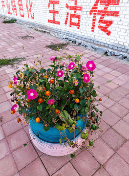 白墻下的輪胎花盆