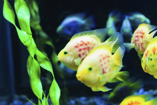 海洋館熱帶魚