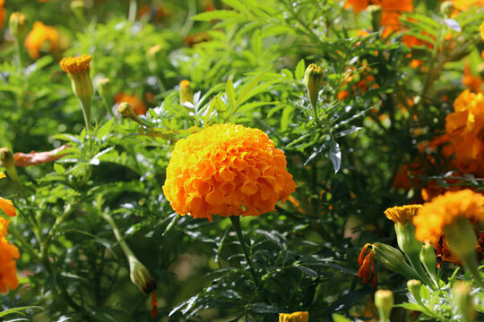 萬壽菊