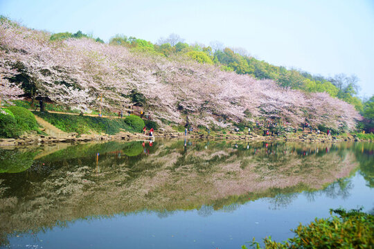 櫻花