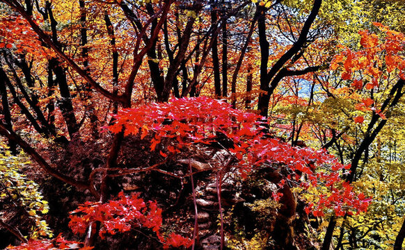 楓葉紅了