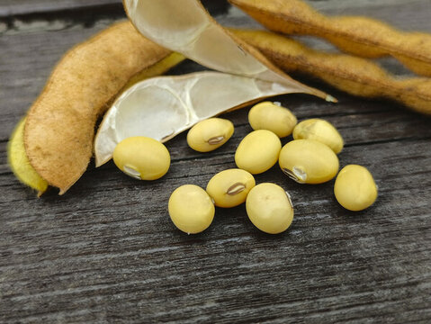成熟黃豆圖