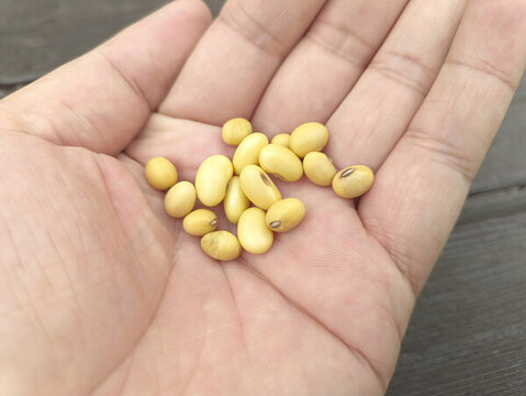 手里黃豆粒