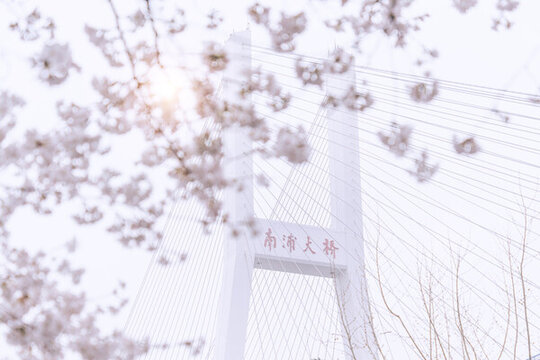 上海南浦大橋與虛化的櫻花前景