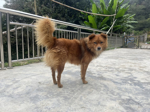 狗