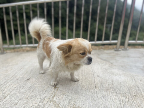 狗