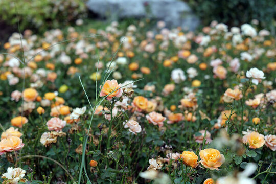 月季花園