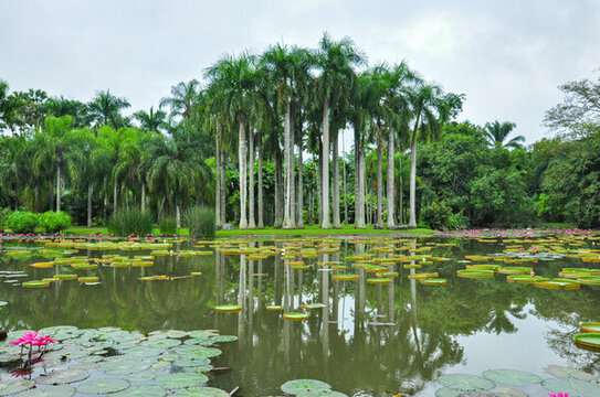 热带雨林植物版纳植物园