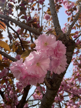 山櫻花