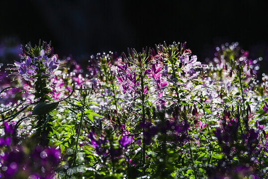 園林醉蝶花