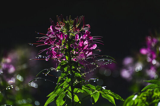 園林醉蝶花