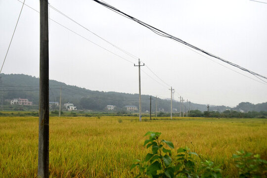 電線桿與稻田